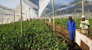 Makhuduthamaga Local Municipality Mixed Farming Learnership 2025