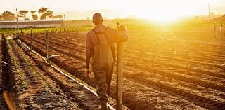 images (17) Messenger vacancy at Department of Agriculture and Rural Development