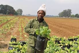 images (23) Rainbow Farms Assistant Farmer Jobs 2025: Grow Your Future in Agriculture!