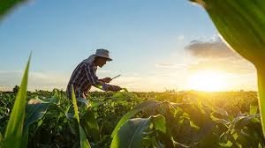 images (43) Mpumalanga Agriculture Internship Programme for 2025 (X75 Posts)